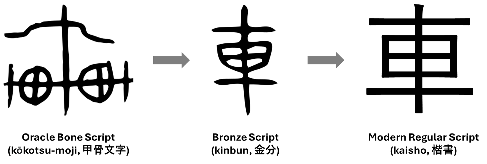 Evolution of kuruma root.